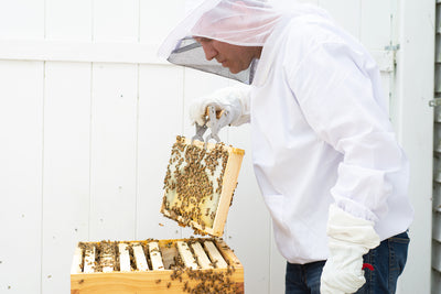 beekeeper wearing Medium/Large Beekeeping Jacket